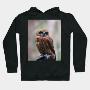 Southern Boobook Owl Hoodie